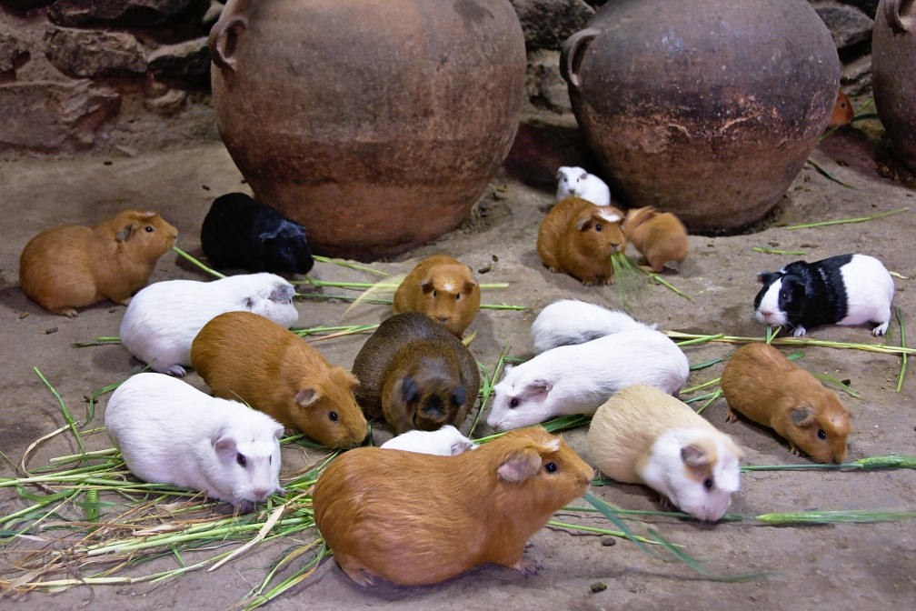 Guinea pigs (cuy)