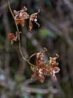 Brown-red tree orchids