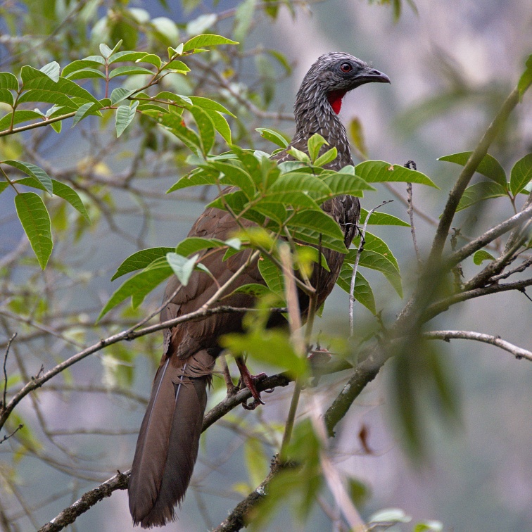Andean guan (Penelope montagnii), perched adult