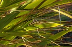 Flax leaves