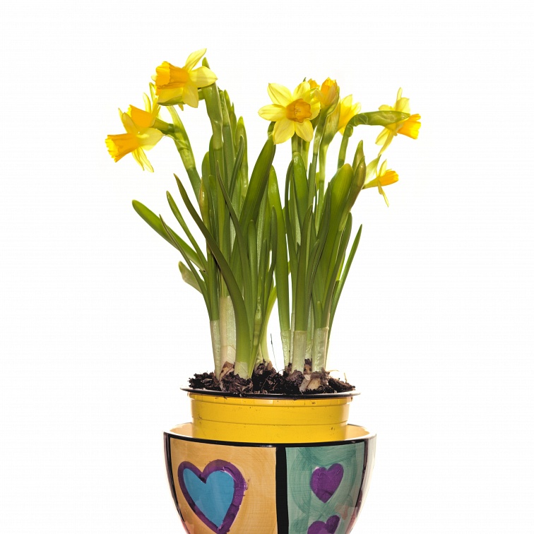 Yellow daffodils in flowerpot