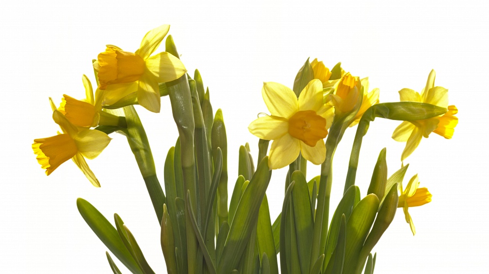 Yellow daffodils in high-key