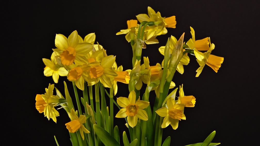 Yellow daffodils in low-key