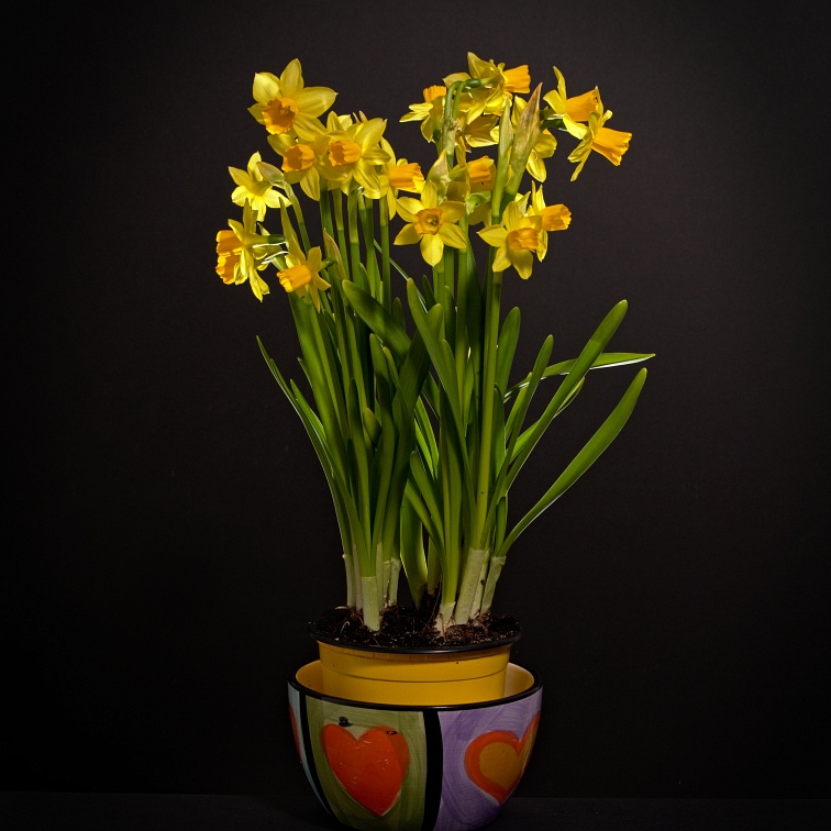 More yellow daffodils in flowerpot