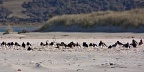 Dozens of South Island oystercatchers on the beach