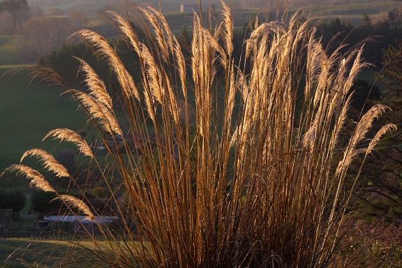 Backlit toetoe grass and farmland