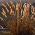 Backlit toetoe grass and farmland