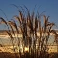 Backlit toetoe grass during sunset