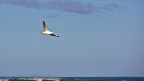 Seagull flying above surf