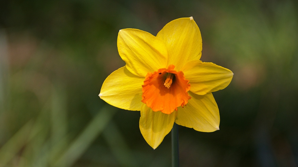 Yellow daffodil flower with orange centre