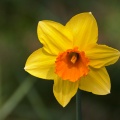 Yellow daffodil flower with orange centre