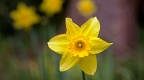 Yellow daffodil flower
