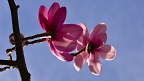 Two pink backlit magnolia flowers