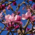 Abundance of pink magnolia flowers