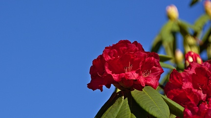 Red rhododendron flowers and blue sky