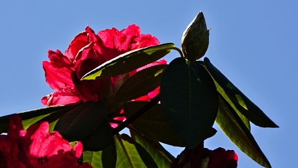 Backlit red rhododendron flowers and blue sky