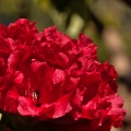 Red rhododendron flowers with stigmas sticking out