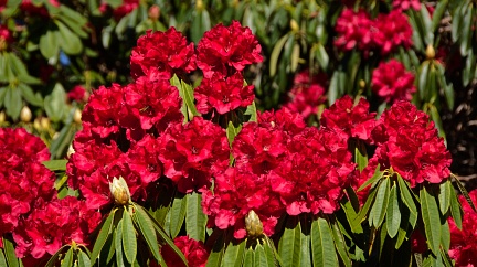 Abundance of red rhododendron flowers