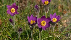 Deep purple Pulsatilla flowers
