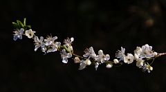 Twig with cherry blossoms