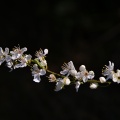 Twig with cherry blossoms