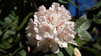 Bunch of white rhododendron flowers