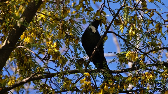 Silhouette of tui bird on kōwhai tree