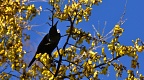 Silhouette of tui bird on kōwhai tree