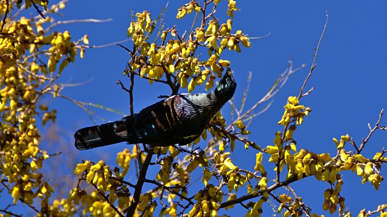 Tui bird feeding on kōwhai flowers