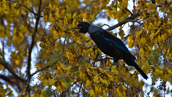 Tui bird singing on kōwhai tree