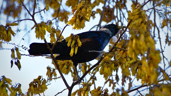 Tui bird on kōwhai tree