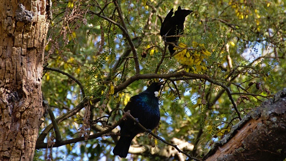 Two tui birds on kōwhai tree