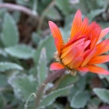 Closed bright orange daisy flower Arctotis