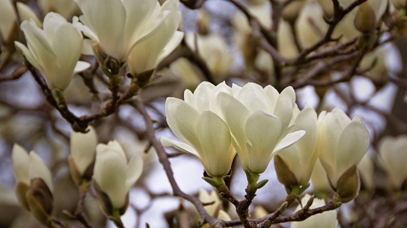 Candle-like white magnolia blossoms