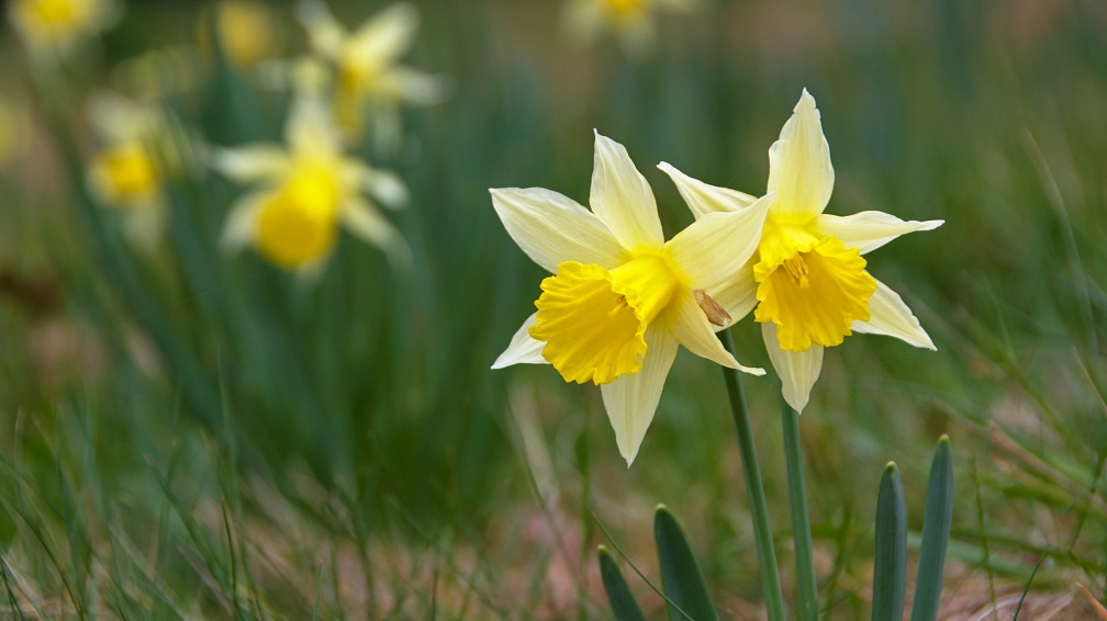 Two yellow daffodils