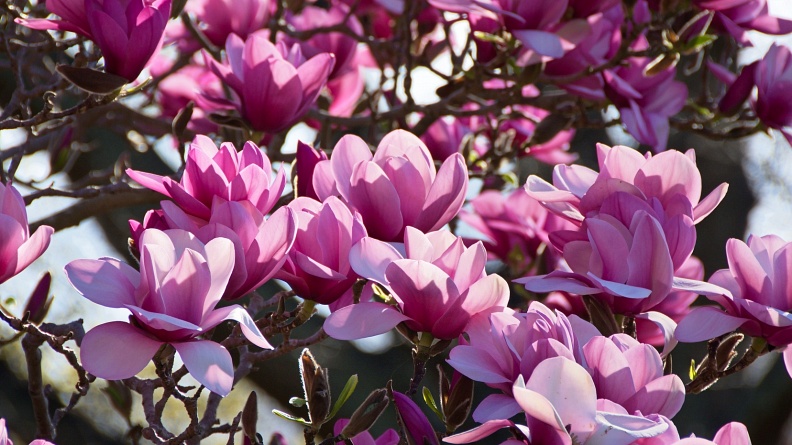 Sea of pink magnolia flowers