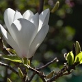 Single backlit white magnolia flower and sprouting leaves