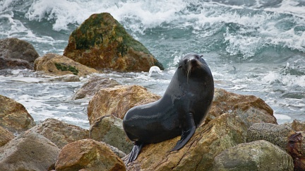 New Zealand Fur Seal posing on rocks