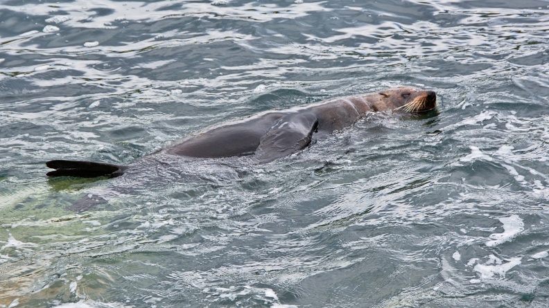 New Zealand Fur Seal swimming
