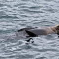 New Zealand Fur Seal swimming