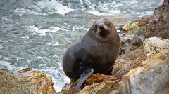 New Zealand Fur Seal climbing rocky shore