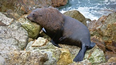 New Zealand Fur Seal resting during a climb