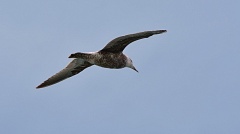 Juvenile seagull in flight