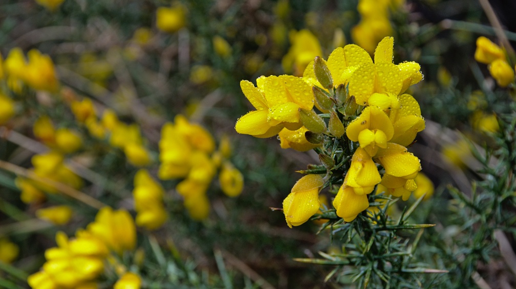 Gorse on Green Hill