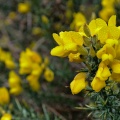 Gorse on Green Hill