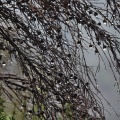 Raindrops on dead manuka branches