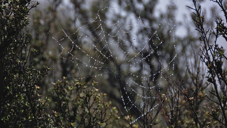 Spider orb web with raindrops