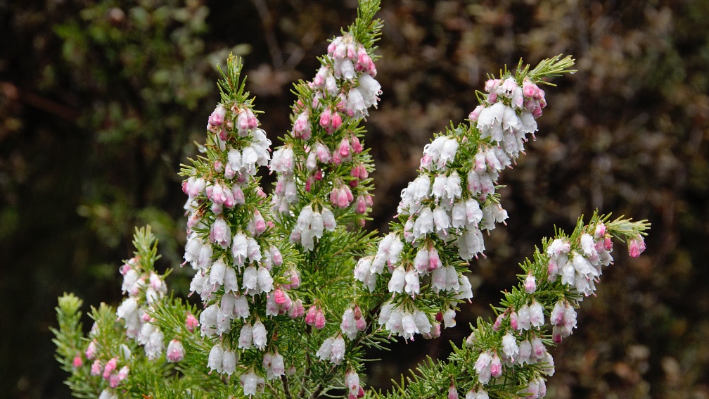 Spanish heath with hundreds of little bells