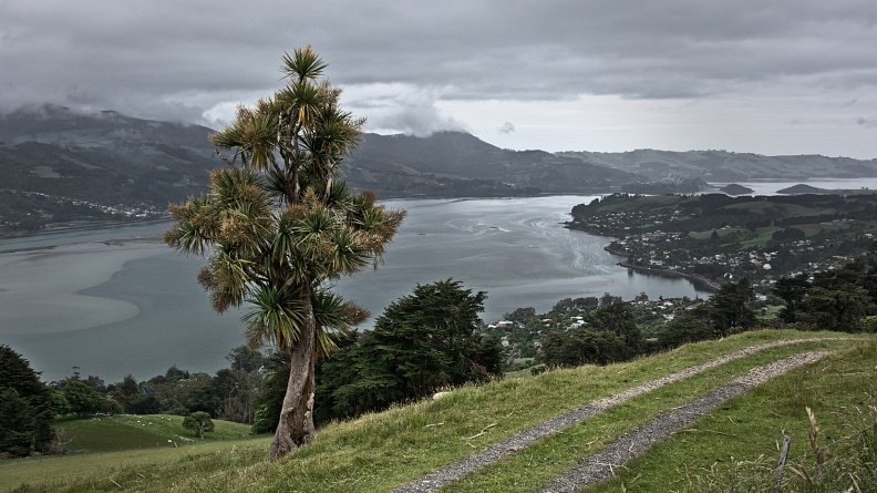 Cabbage tree on Otago Peninsula on a grey day