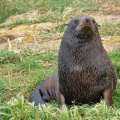 Young male New Zealand Fur Seal in green grass